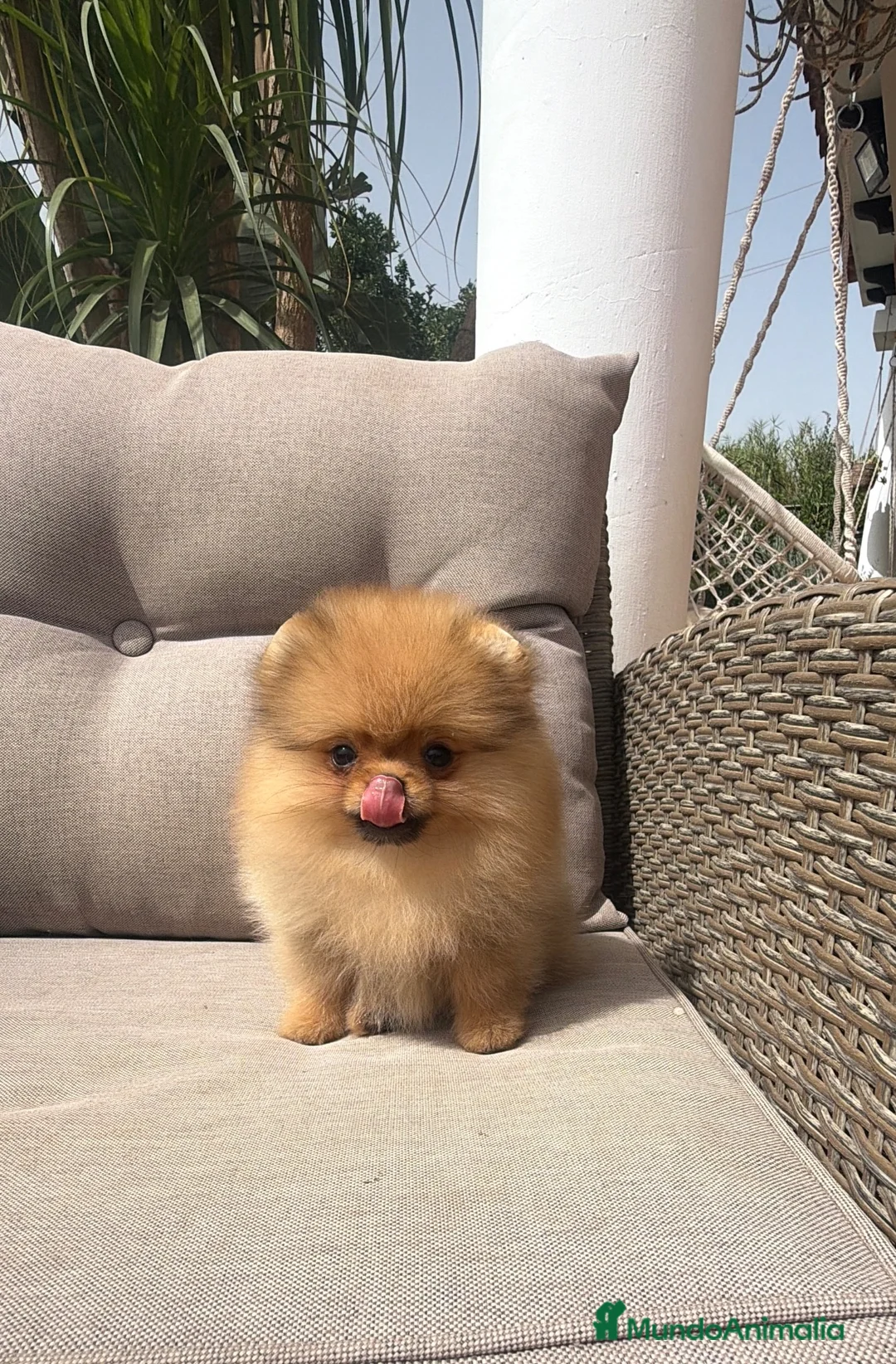 Pomerania perros en venta: Pomerania hembra súper miniatura - Anuncio 2