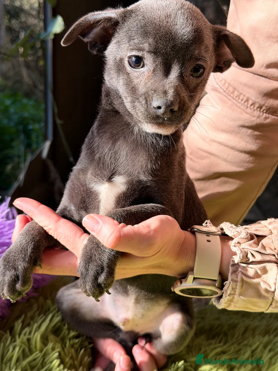 Chihuahua perros en venta: Chihushua estándar  - Anuncio 3