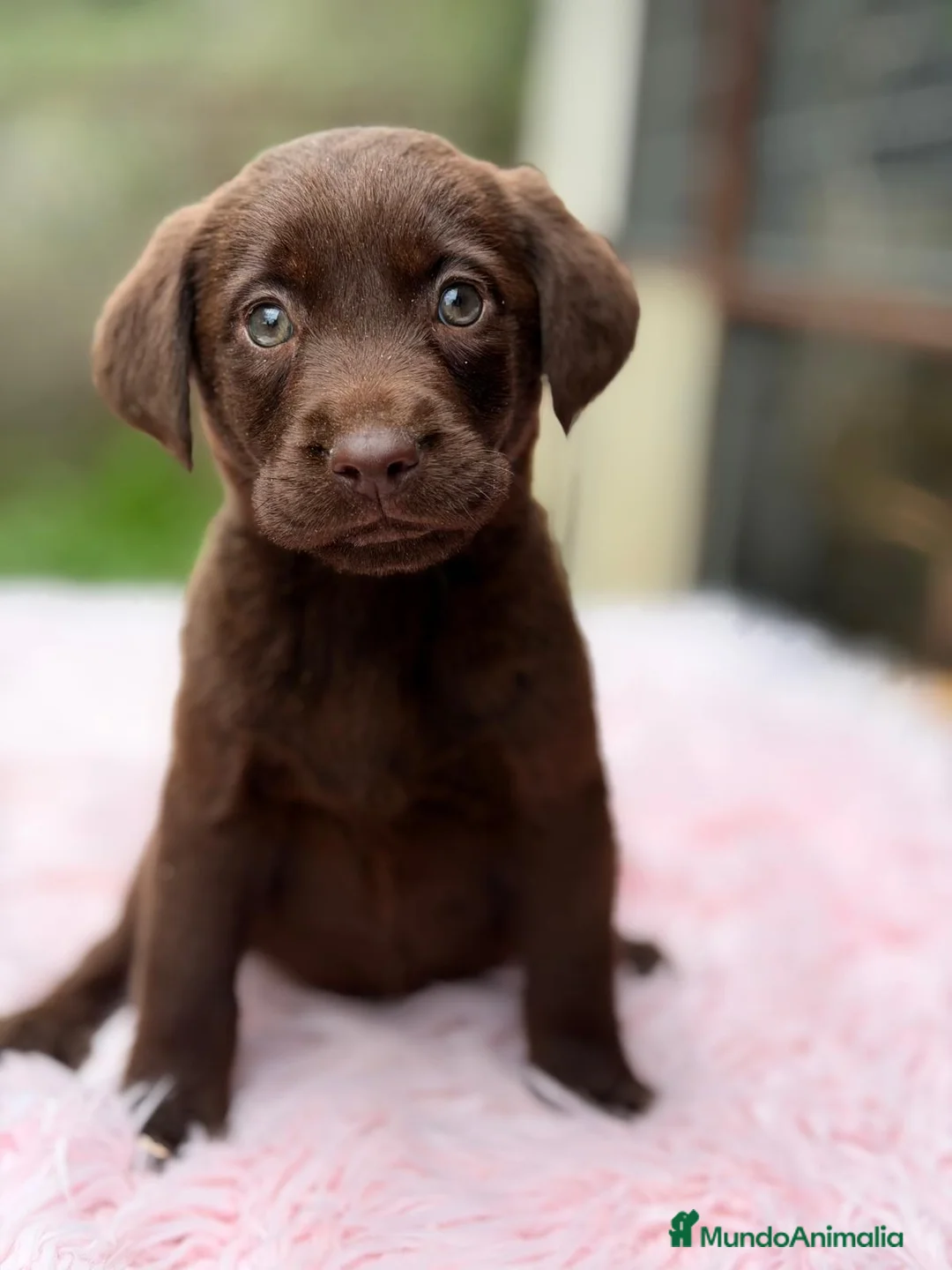 Labrador Retriever perros en venta: LABRADOR RETRIEVER CHOCOLATE - Anuncio 1