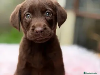 Labrador Retriever perros LABRADOR RETRIEVER CHOCOLATE - Anuncio 3