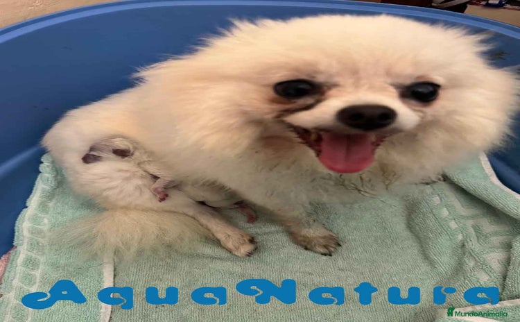 Pomerania perros - Anuncio 1