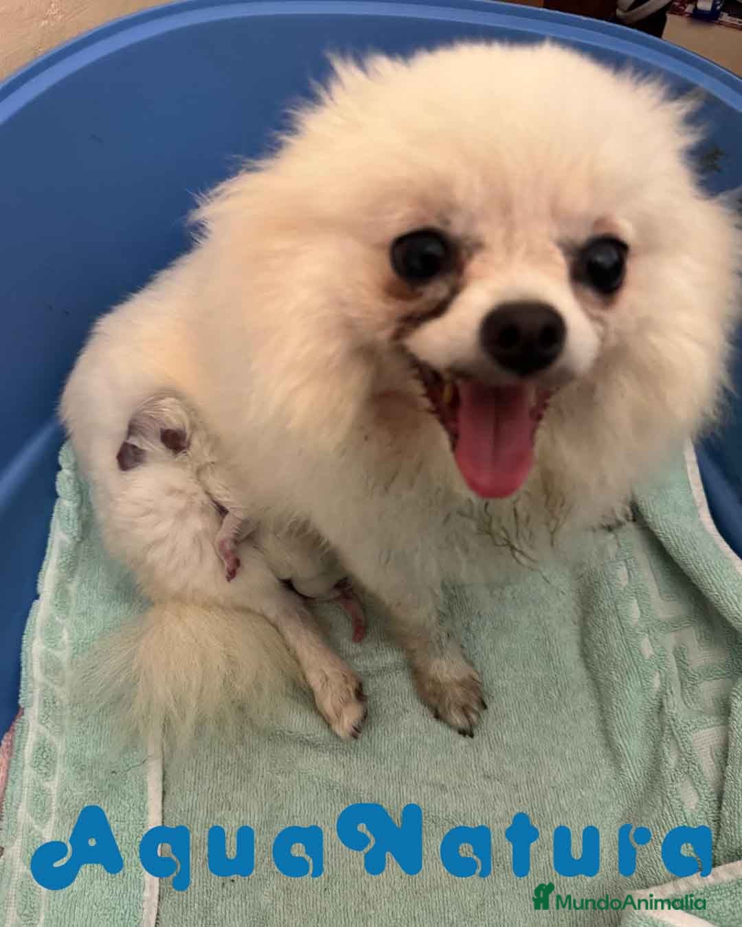 Pomerania perros en venta:  Pomerania Macho de Ranita AQUANATURA - Imagen 1