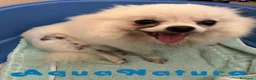 Pomerania perros en venta:  Pomerania Macho de Ranita AQUANATURA - Anuncio 1