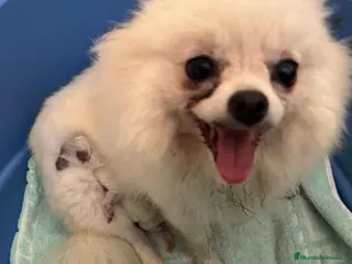 Pomerania perros Pomerania Macho de Ranita AQUANATURA - Anuncio 31