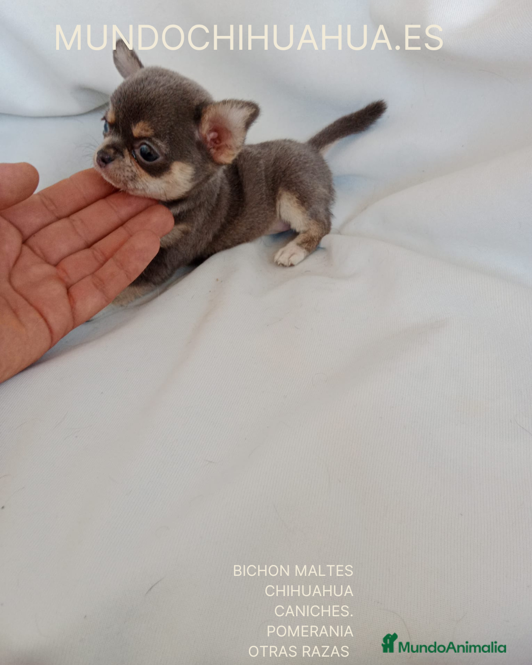 Chihuahua perros en venta: PRECIOSOS CHIHUAHUA RUSO Y ASIÁTICO   - Anuncio 7