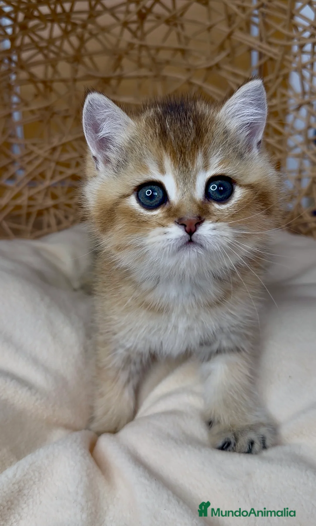 Británico de Pelo Corto gatos en venta: ✨ Últimos dos hermanitos disponibles ✨ - Anuncio 13