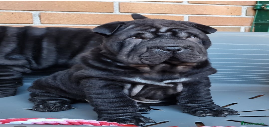 Imagen de galería {{count}}