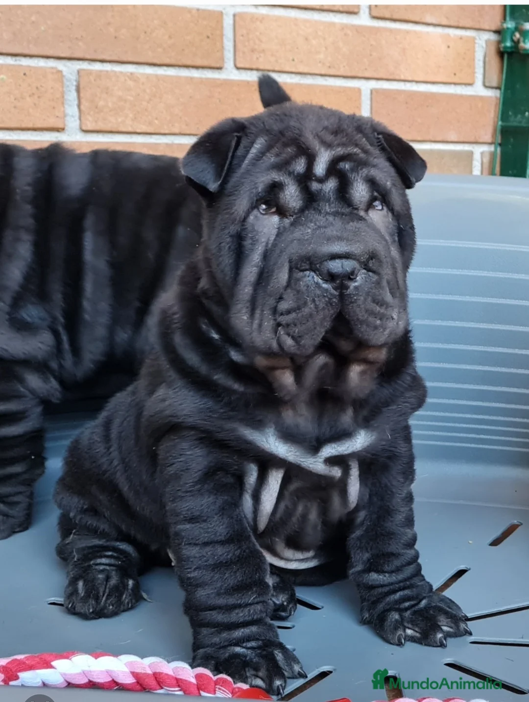 Imagen de galería {{count}}