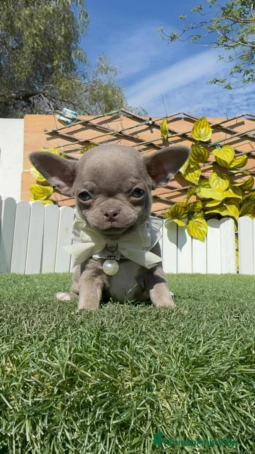 Chihuahua perros en venta: CHIHUAHUA LILAC MACHO - Anuncio 14