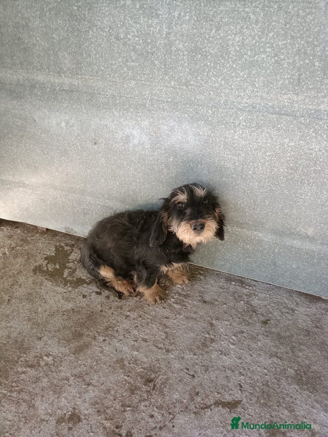 Teckel perros en venta: Teckel - Anuncio 2