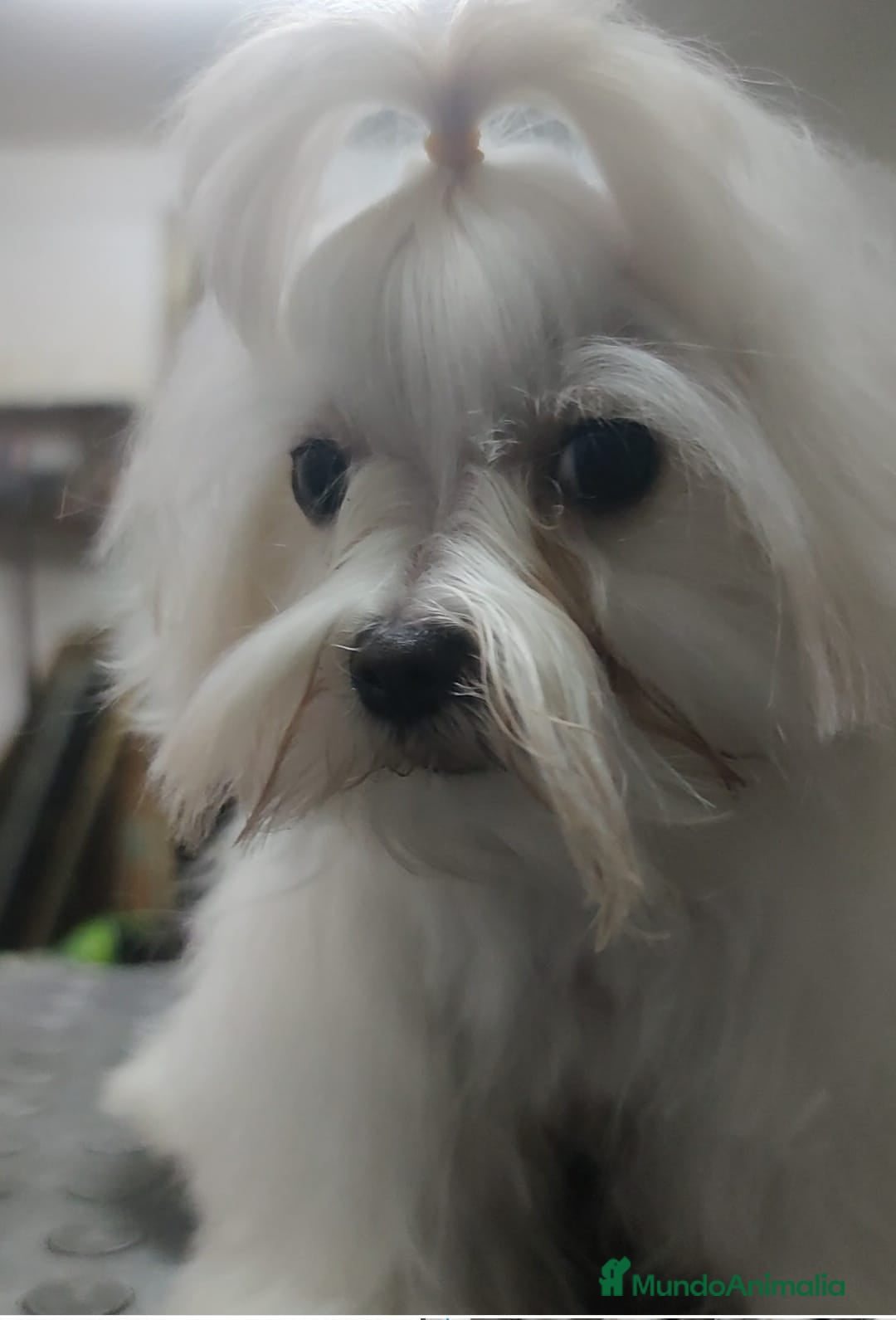 Bichón Maltés perros en venta: Bichón Maltés Toy  - Imagen 3