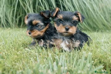 Yorkshire Terrier perros Yorkshire terrier Toy macho disponible  - Anuncio 8