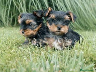 Yorkshire Terrier perros - Anuncio 1