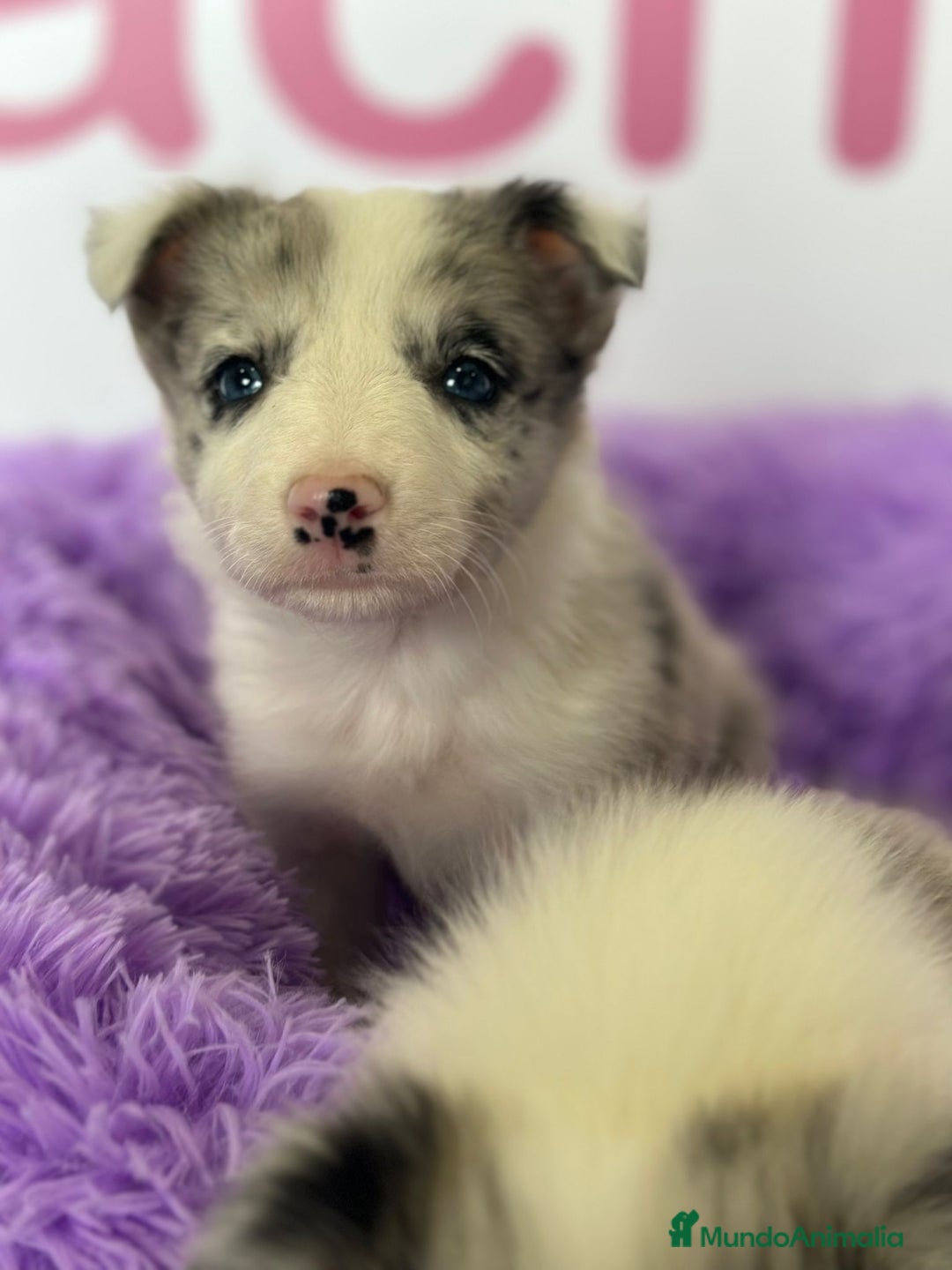 Border Collie perros en venta: BORDER COLLIE - Imagen 1