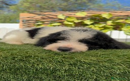 Perro de Agua Español perros en venta: PERRO DE AGUA MACHO - Imagen 24