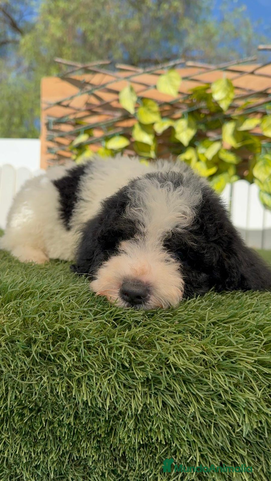 Perro de Agua Español perros en venta: PERRO DE AGUA MACHO - Imagen 24