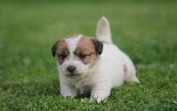 Jack Russell Terrier perros en venta: Exclusiva camada de JACK RUSSELL  - Imagen 5