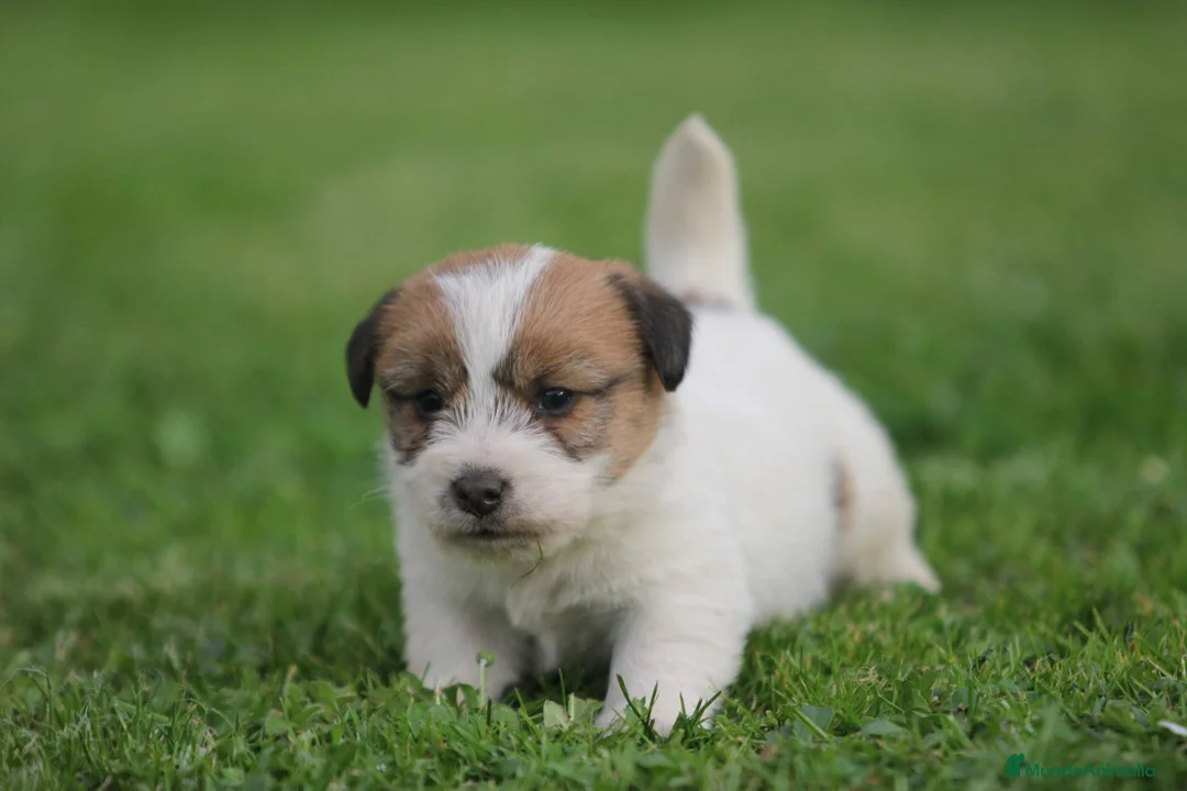 Jack Russell Terrier perros en venta: Exclusiva camada de JACK RUSSELL  - Anuncio 5