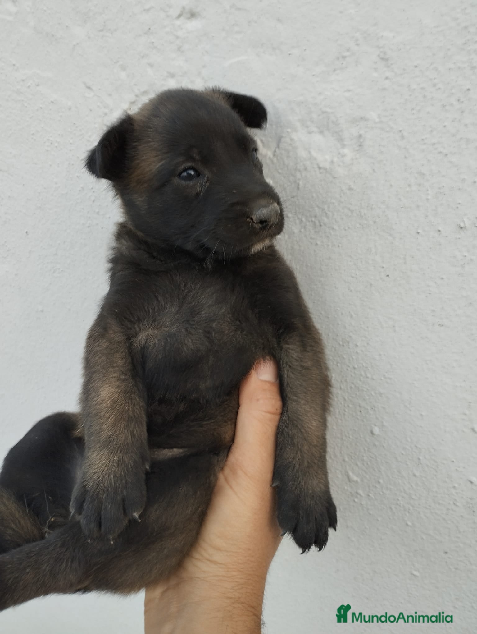 Pastor Belga Malinois perros PASTOR BELGA MALINOIS  - Anuncio 1
