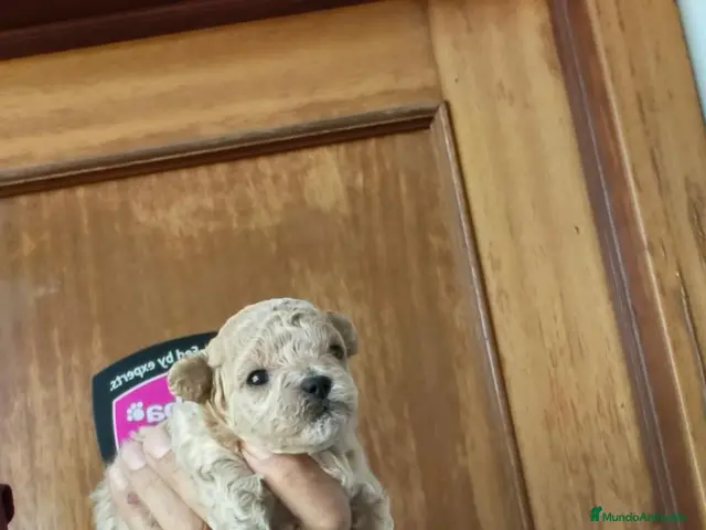Maltipoo perros en venta: Camada de Maltipo - Anuncio 2