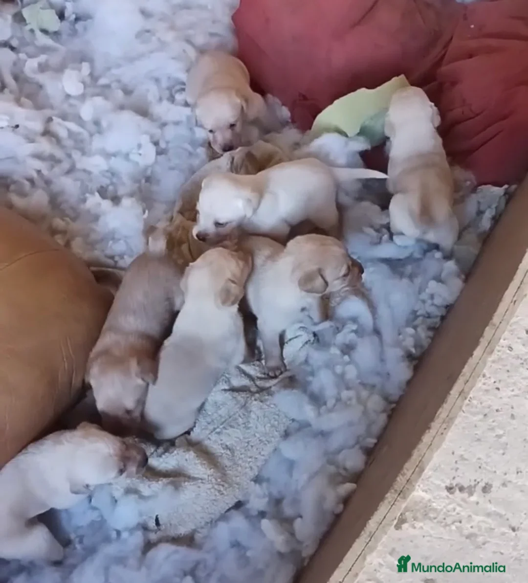 Labrador Retriever perros en venta: Espectacular camada de labrador retriever  - Anuncio 1