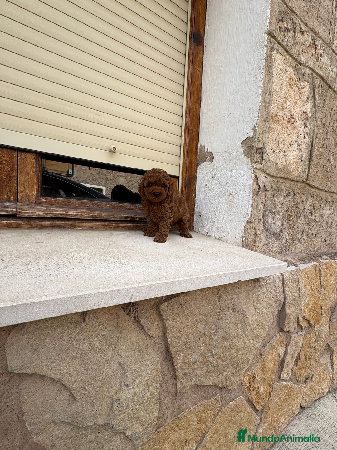 Caniche Toy perros en venta: Caniche Toy rojo  - Imagen 2