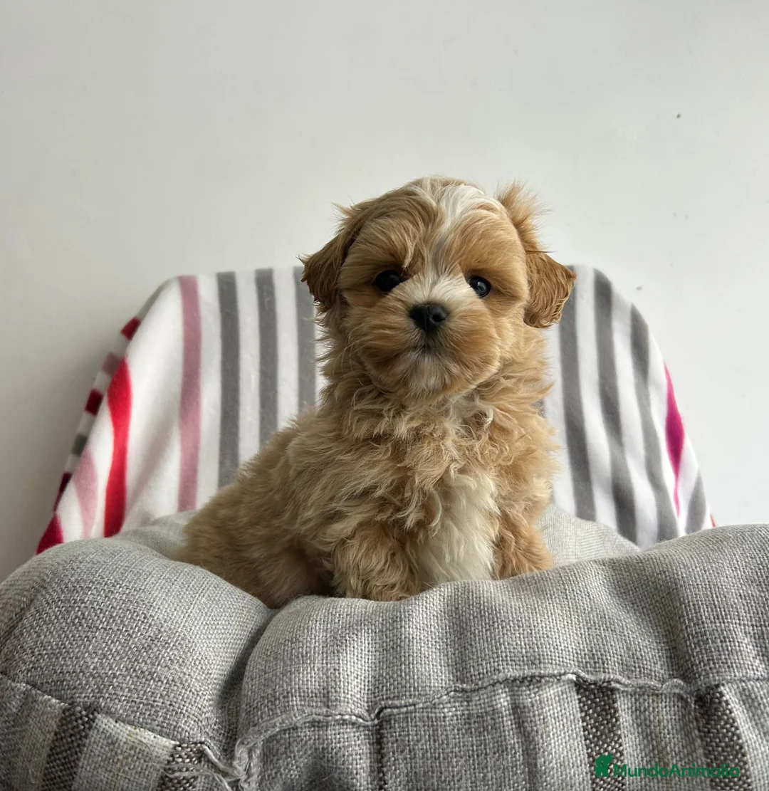 Maltipoo perros en venta: Maltipoo apricot  - Anuncio 6