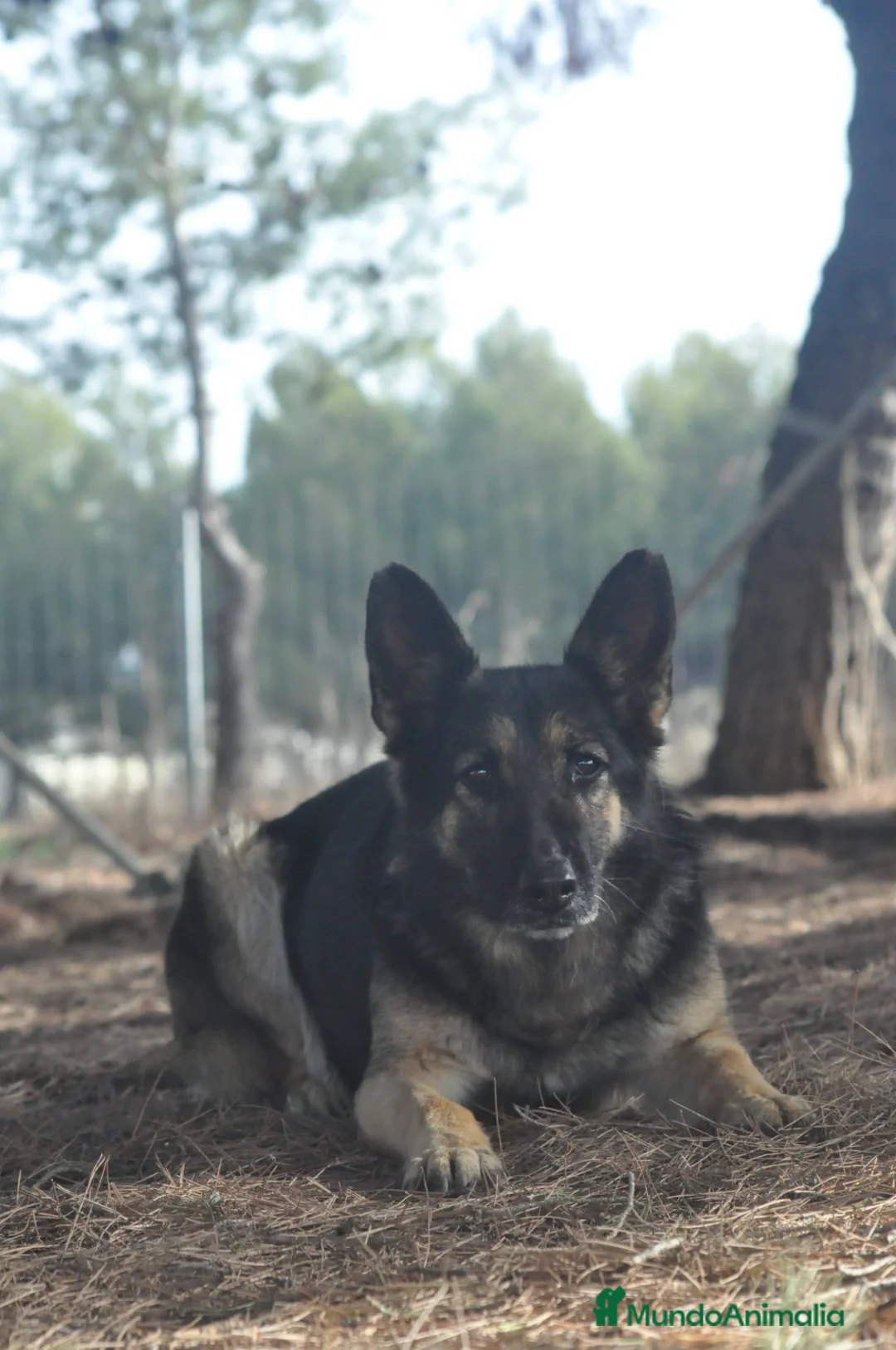 Pastor Alemán perros para monta: Se ofrece  - Anuncio 2