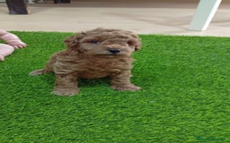 Caniche Toy perros en venta: PRECIOSA PAREJA DE CANICHE TOY - Imagen 2