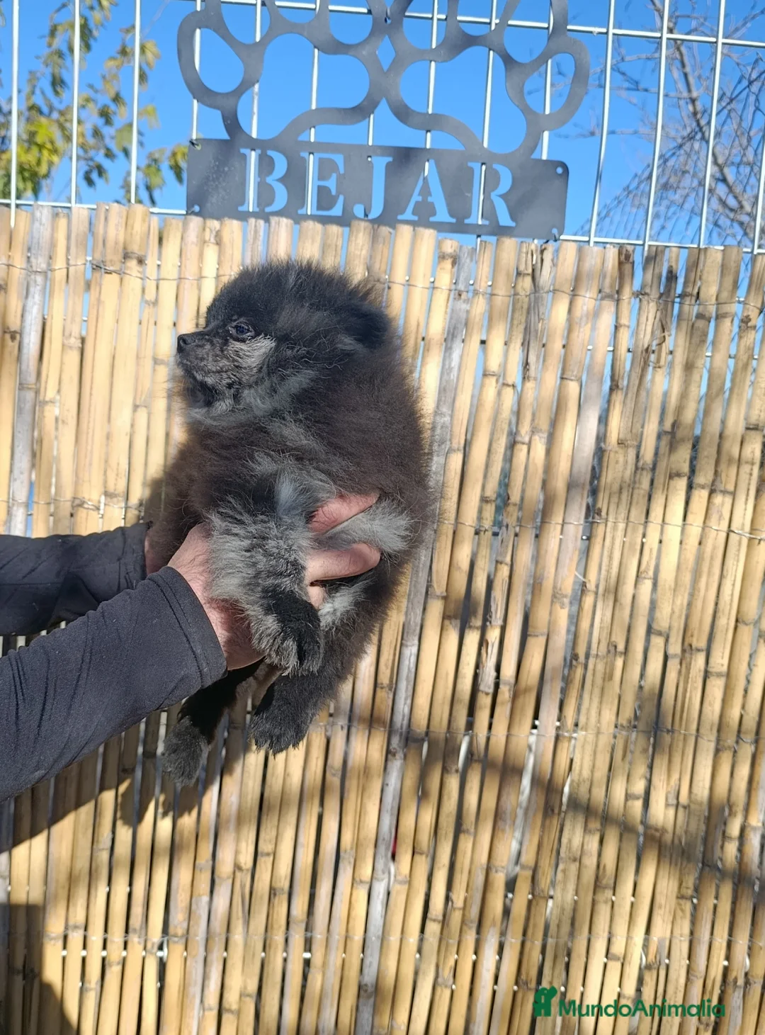 Pomerania perros en venta: Pomerania merle MACHO - Anuncio 7
