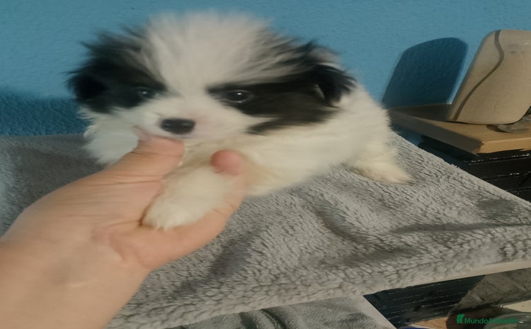 Bichón Maltés perros - Propaganda 1