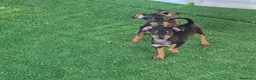 Pinscher Miniatura perros en adopcion: Preciosos mini pinscher - Anuncio 2
