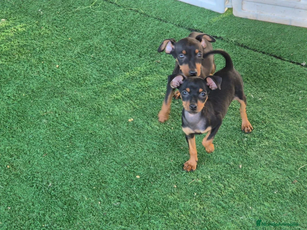 Pinscher Miniatura perros en adopcion: Preciosos mini pinscher - Anuncio 2