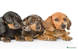 Teckel Miniatura perros en venta: Tequel arlequín - Imagen 2