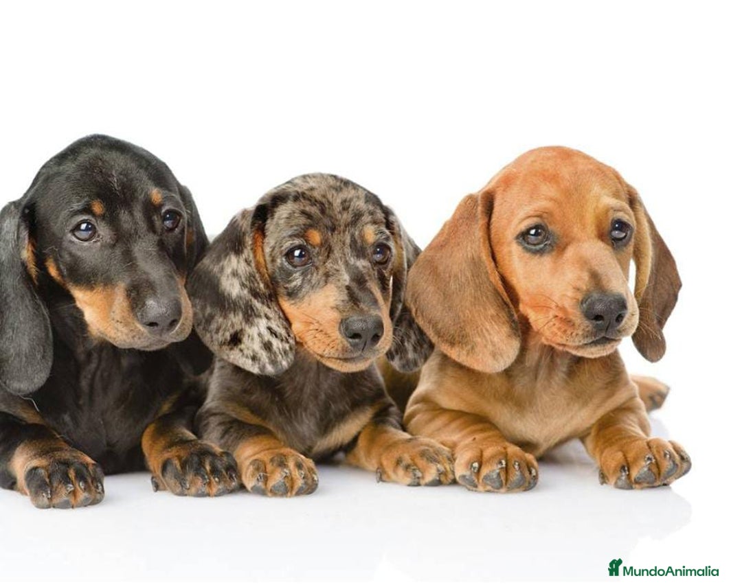 Teckel Miniatura perros en venta: Tequel arlequín - Imagen 2