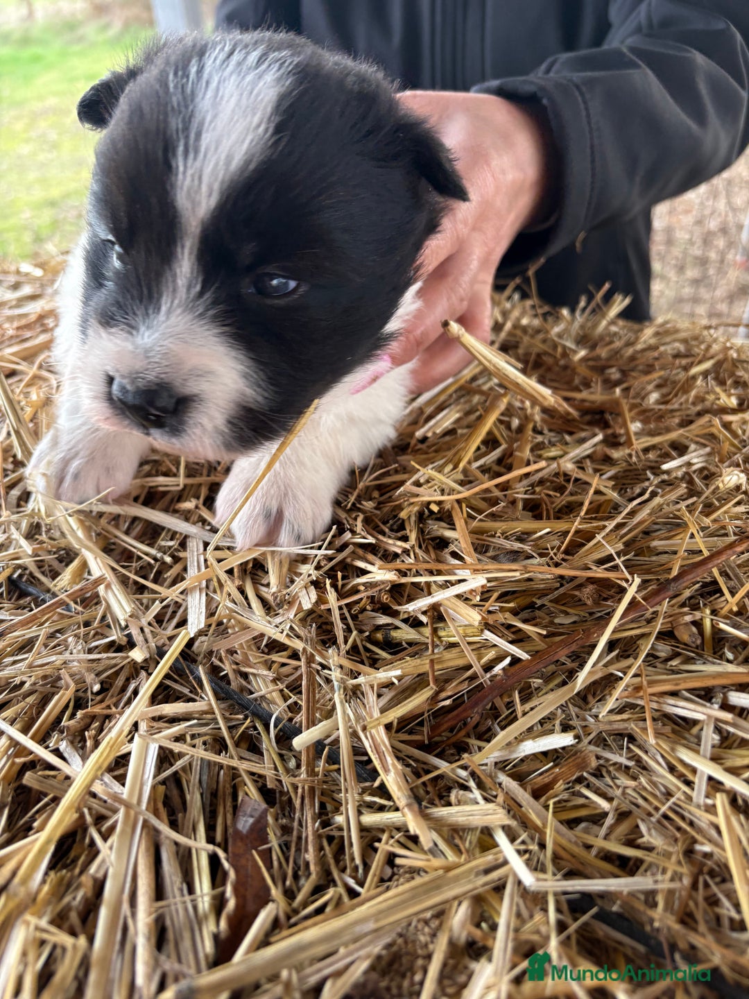 Border Collie perros en venta: Border collie macho  - Anuncio 15