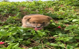 Shiba Inu perros en venta: SHIBA INU - Imagen 17