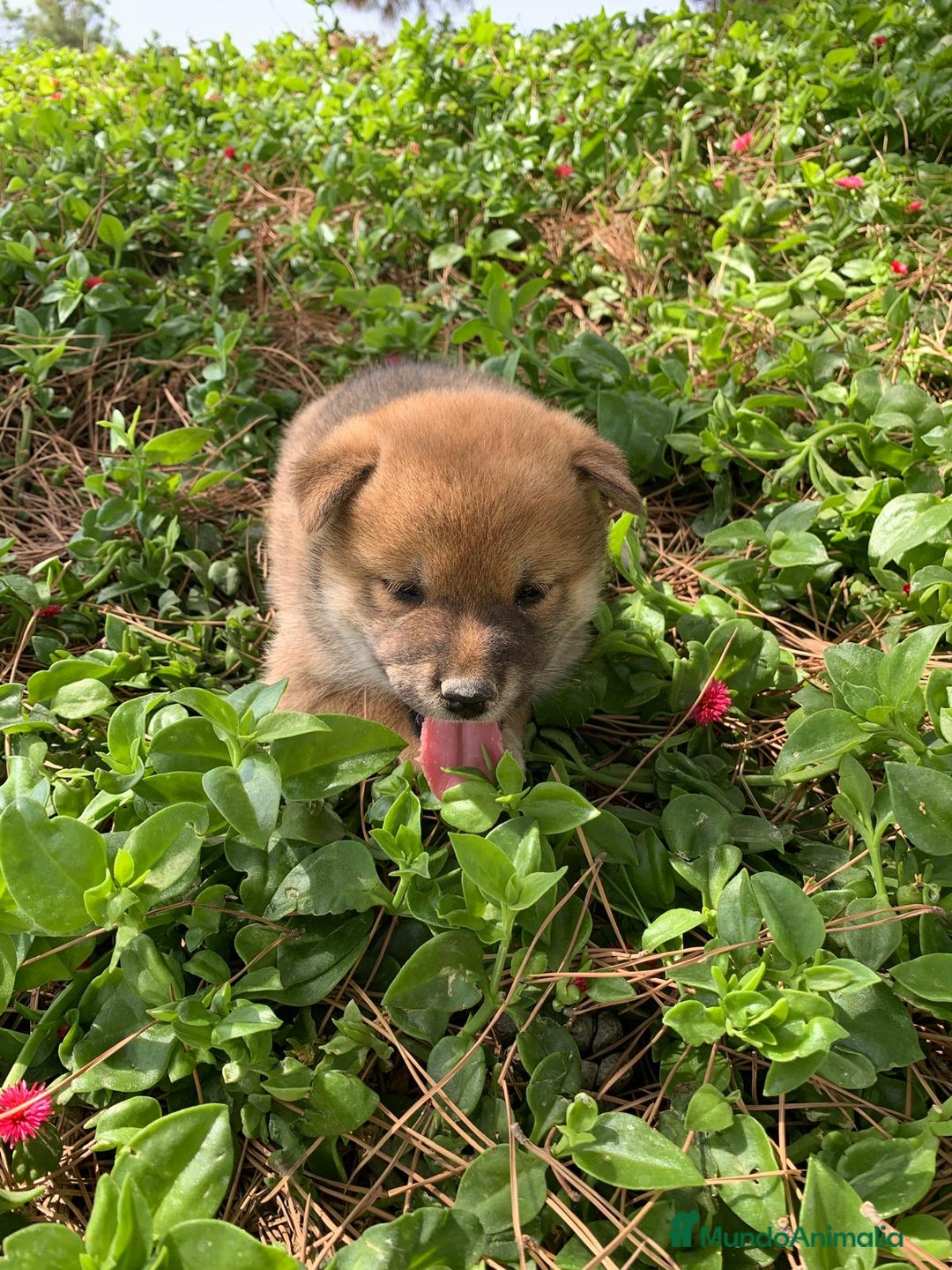 Shiba Inu perros en venta: SHIBA INU - Imagen 17