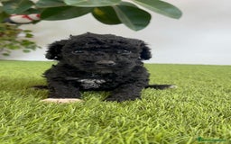 Perro de Agua Español perros en venta: PERRO DE AGUA ESPAÑOL HEMBRA - Imagen 3