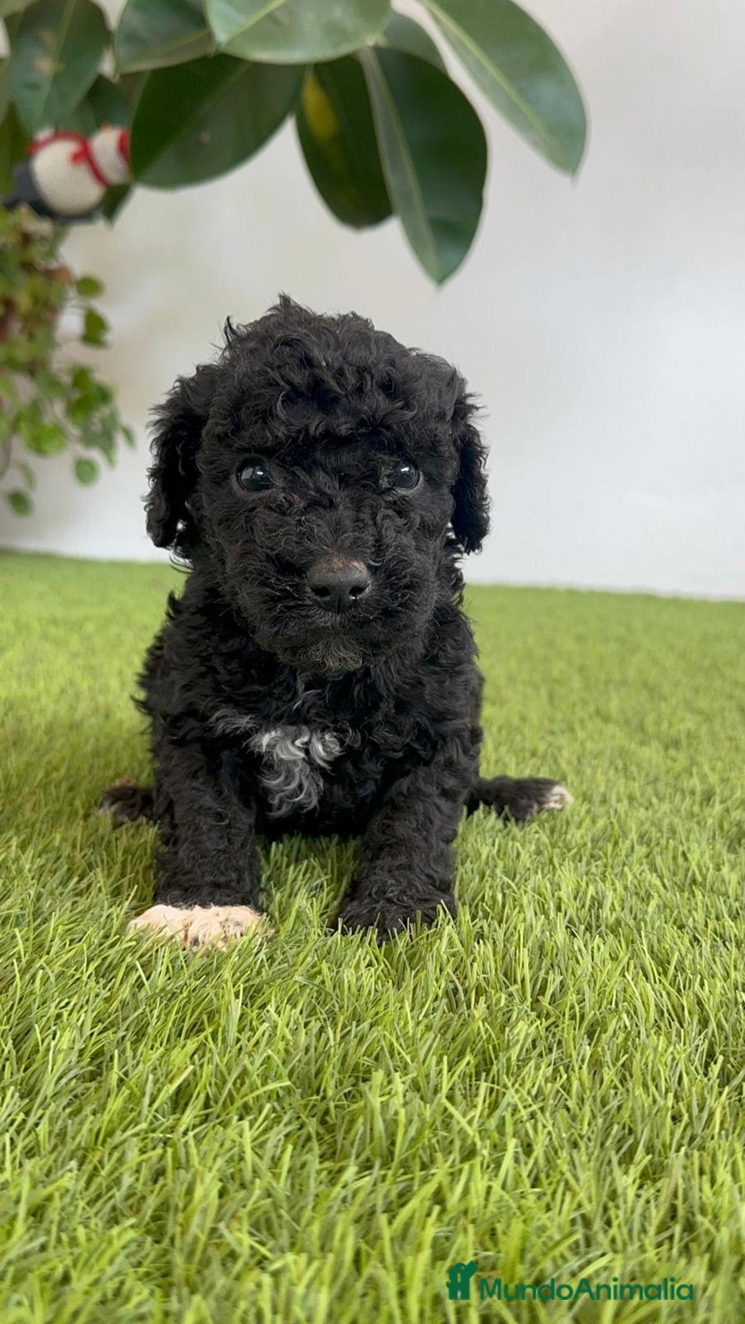 Perro de Agua Español perros en venta: PERRO DE AGUA ESPAÑOL HEMBRA - Imagen 3