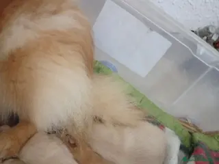 Pomerania perros Precioso cachorro Pomerania orange - Anuncio 2