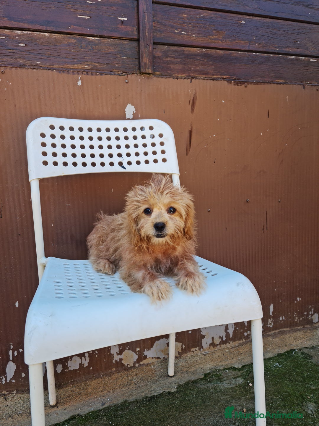 Maltipoo perros en venta: Maltipoo - Imagen 5