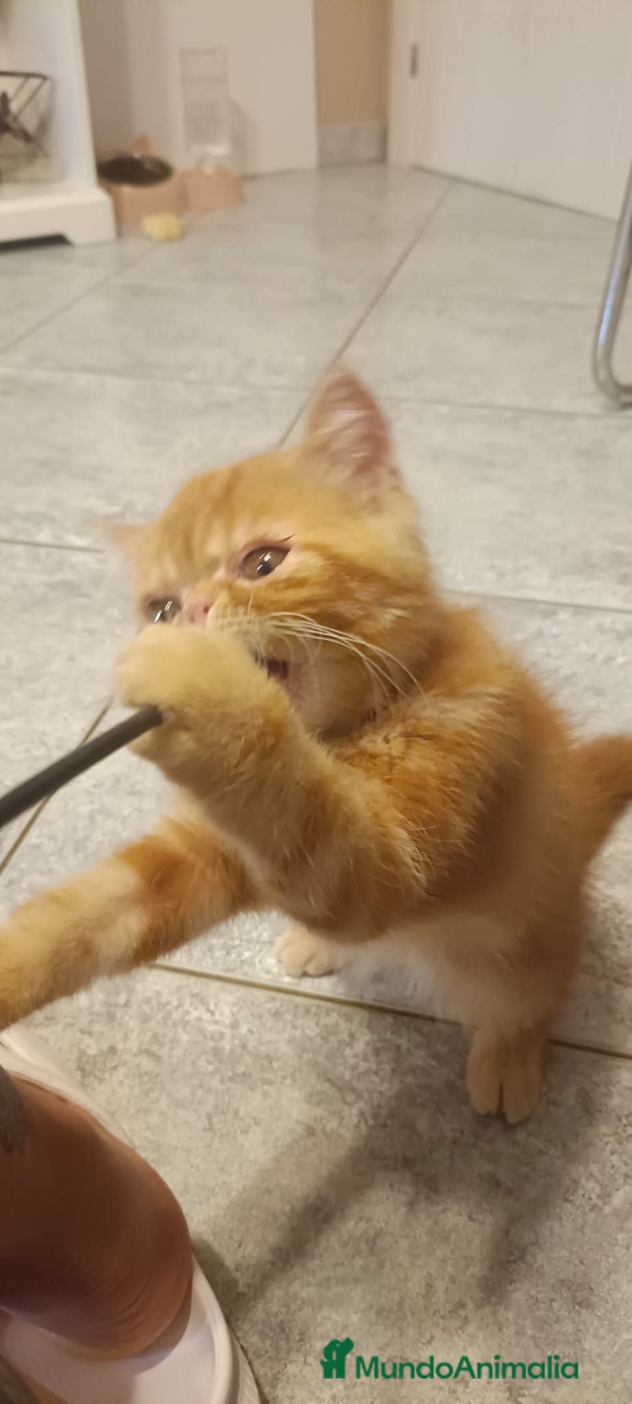 Exótico de Pelo Corto gatos Exòtic SH listo para entregar  - Anuncio 2