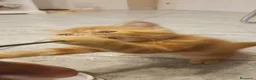 Exótico de Pelo Corto gatos en venta: Exòtic SH listo para entregar  - Anuncio 4