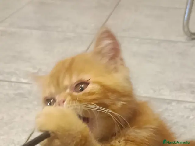 Exótico de Pelo Corto gatos Exòtic SH listo para entregar - Anuncio 2
