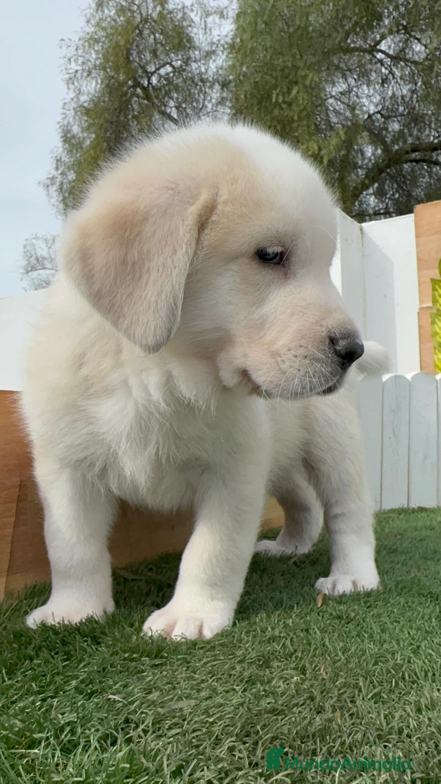 Mastín Español perros MASTIN ESPAÑOL - Anuncio 1