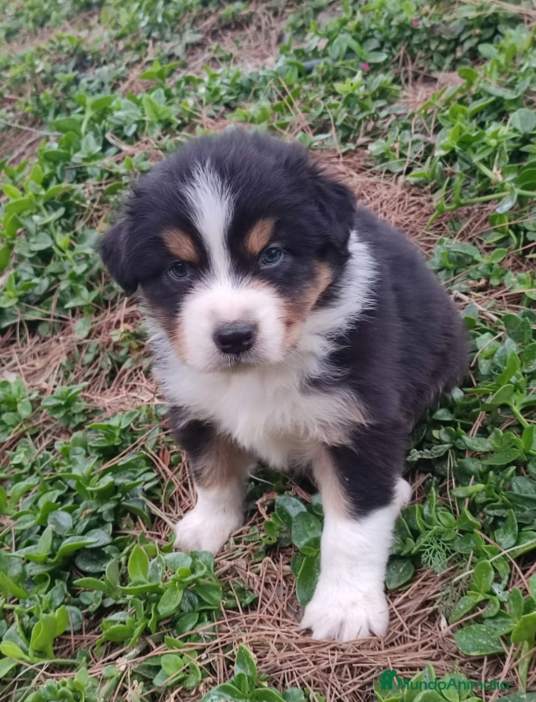 Pastor Australiano perros en venta: PASTOR AUSTRALIANO - Anuncio 1