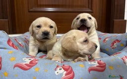 Labrador Retriever perros en venta: Cachorros labrador retriever - Imagen 3