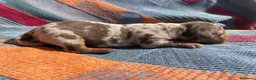 Teckel perros en venta: perro salchicha bebe en Madrid - Anuncio 18