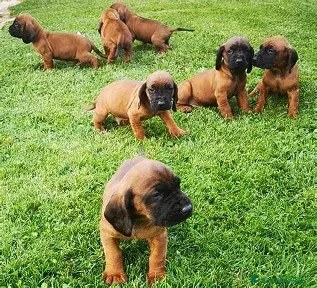 Sabueso de Sangre de Baviera perros SABUESO DE SANGRE BAVIERA, MACHOS Y HEMBRAS - Anuncio 1